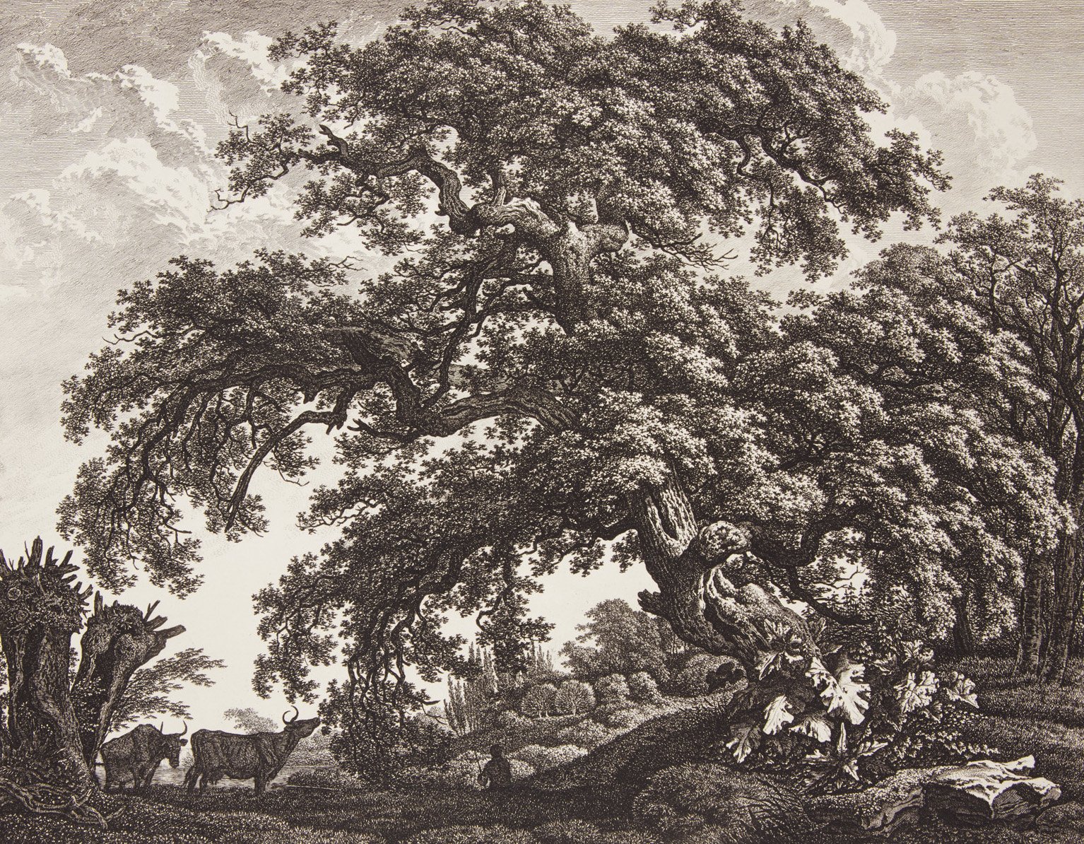  Large Oak Tree